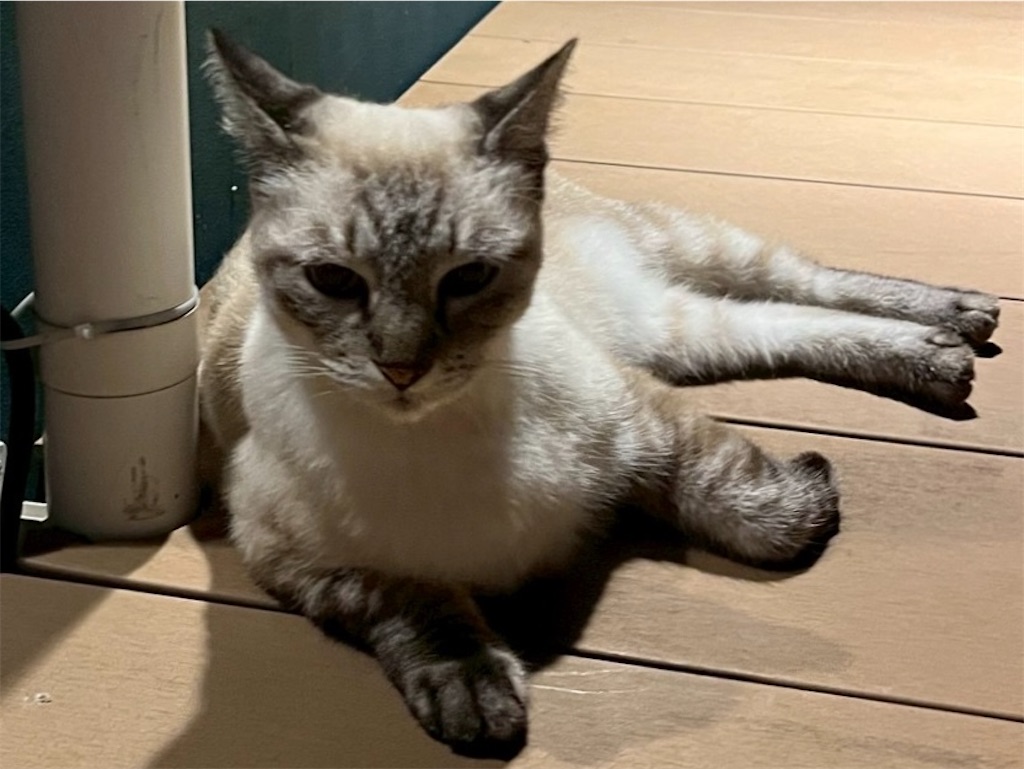 秋刀魚を狙う猫